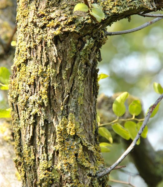 Ziziphus jujuba ‘Lang’